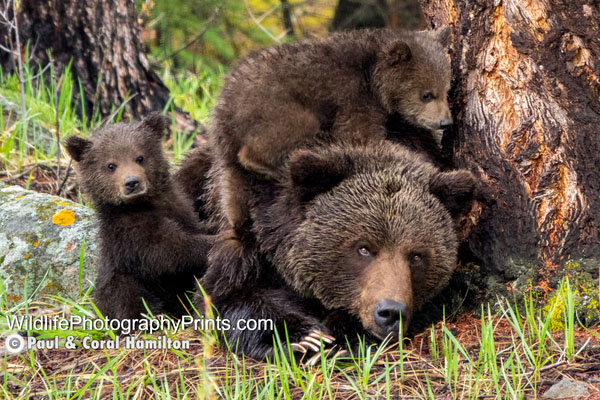 Grizzly Bear Wildlife Photography Prints