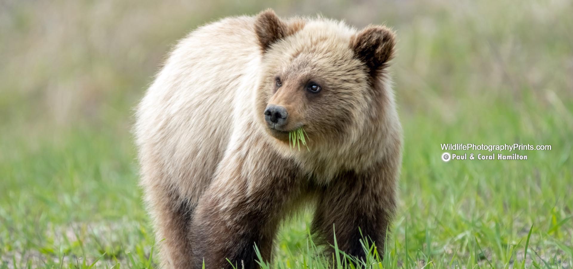 Bear Cub Wildlife Photography Prints