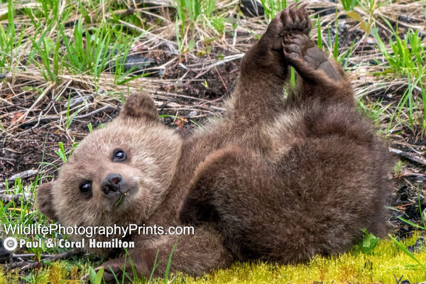 Bear Cub Wildlife Photography Prints