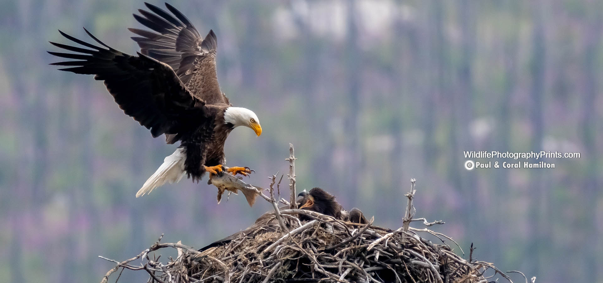 Eagle Wildlife Photography Prints