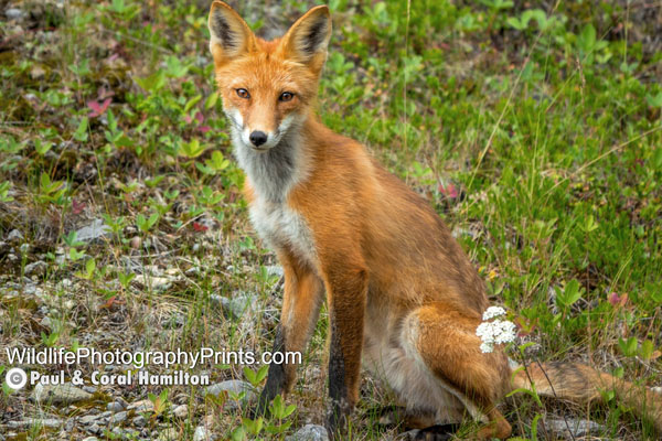 Fox Wildlife Photography Prints