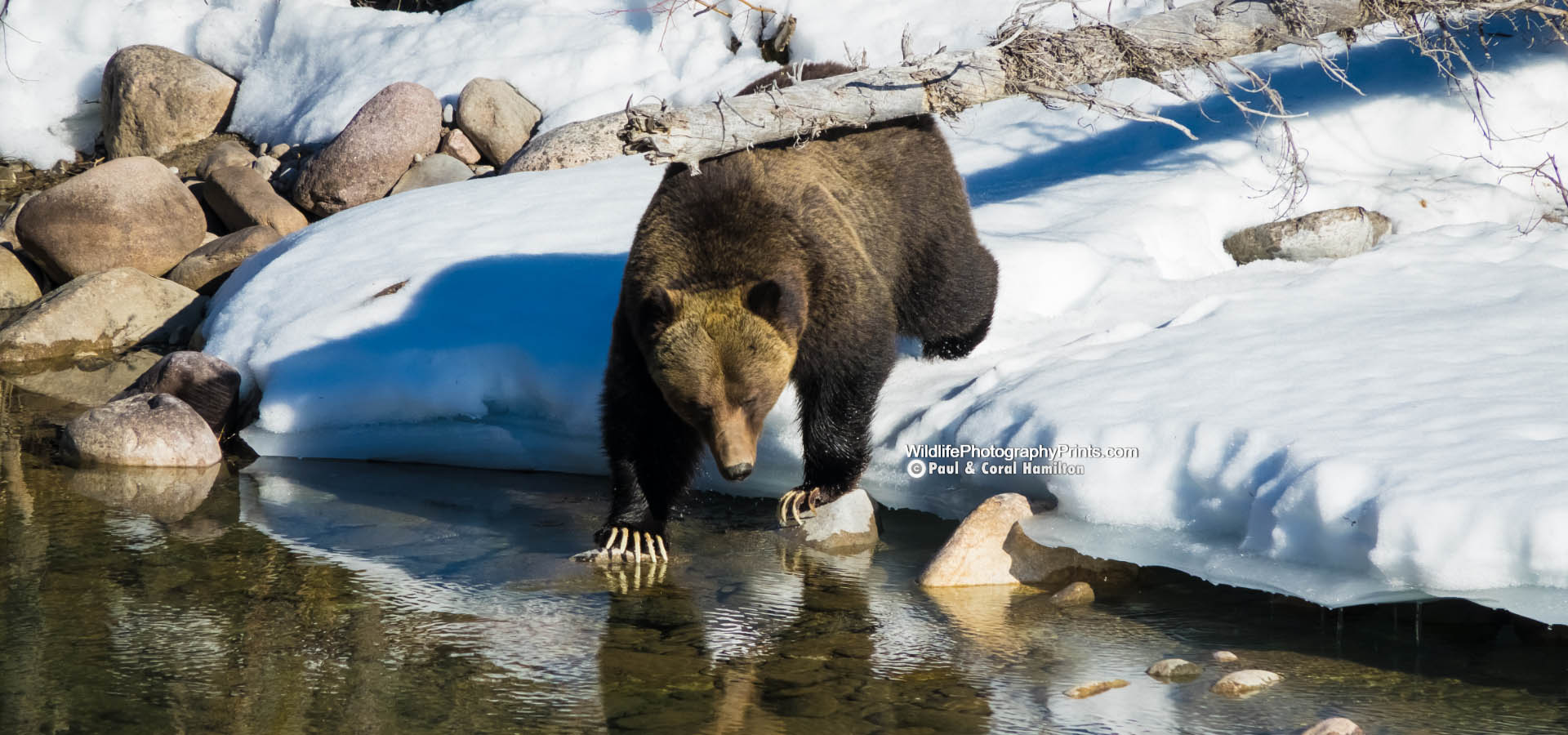 Grizzly Bear Wildlife Photography Prints