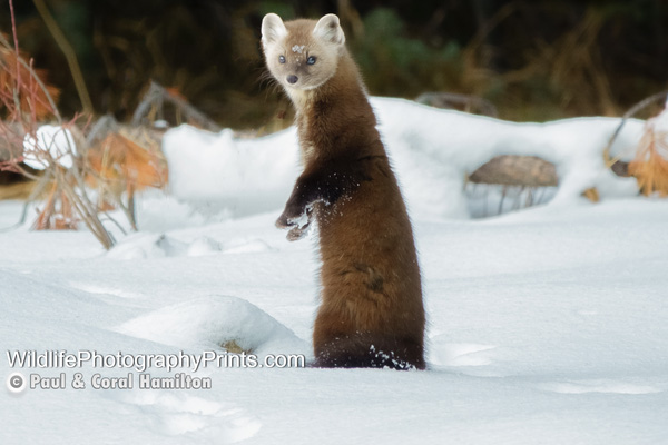 Miscellaneous Wildlife Photography Prints