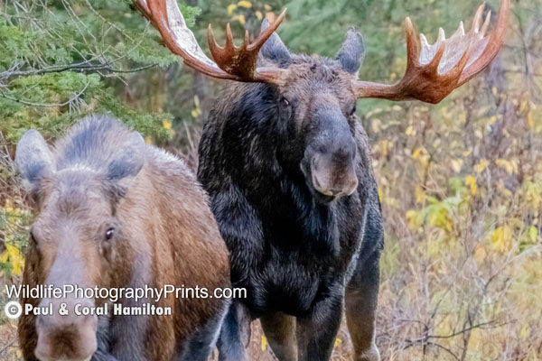 Moose Wildlife Photography Prints