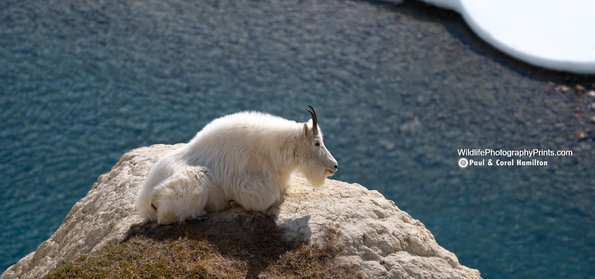 Rocky Mountain Goat Wildlife Photography Prints