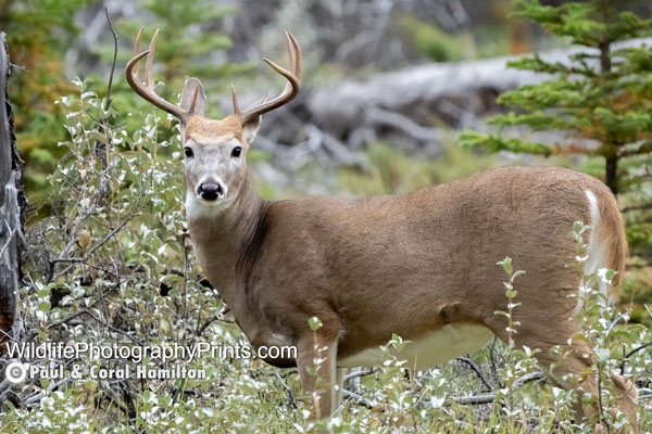 White Tail Wildlife Photography Prints