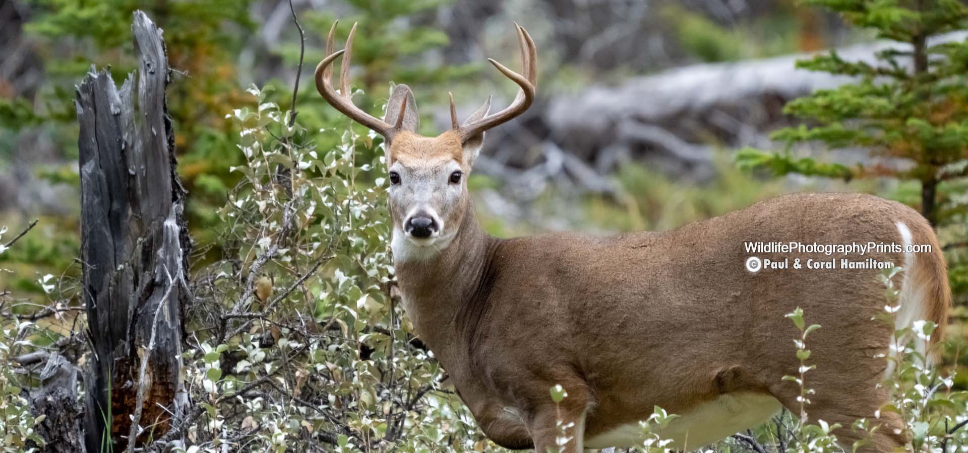 White Tailed Deer Wildlife Photography Prints