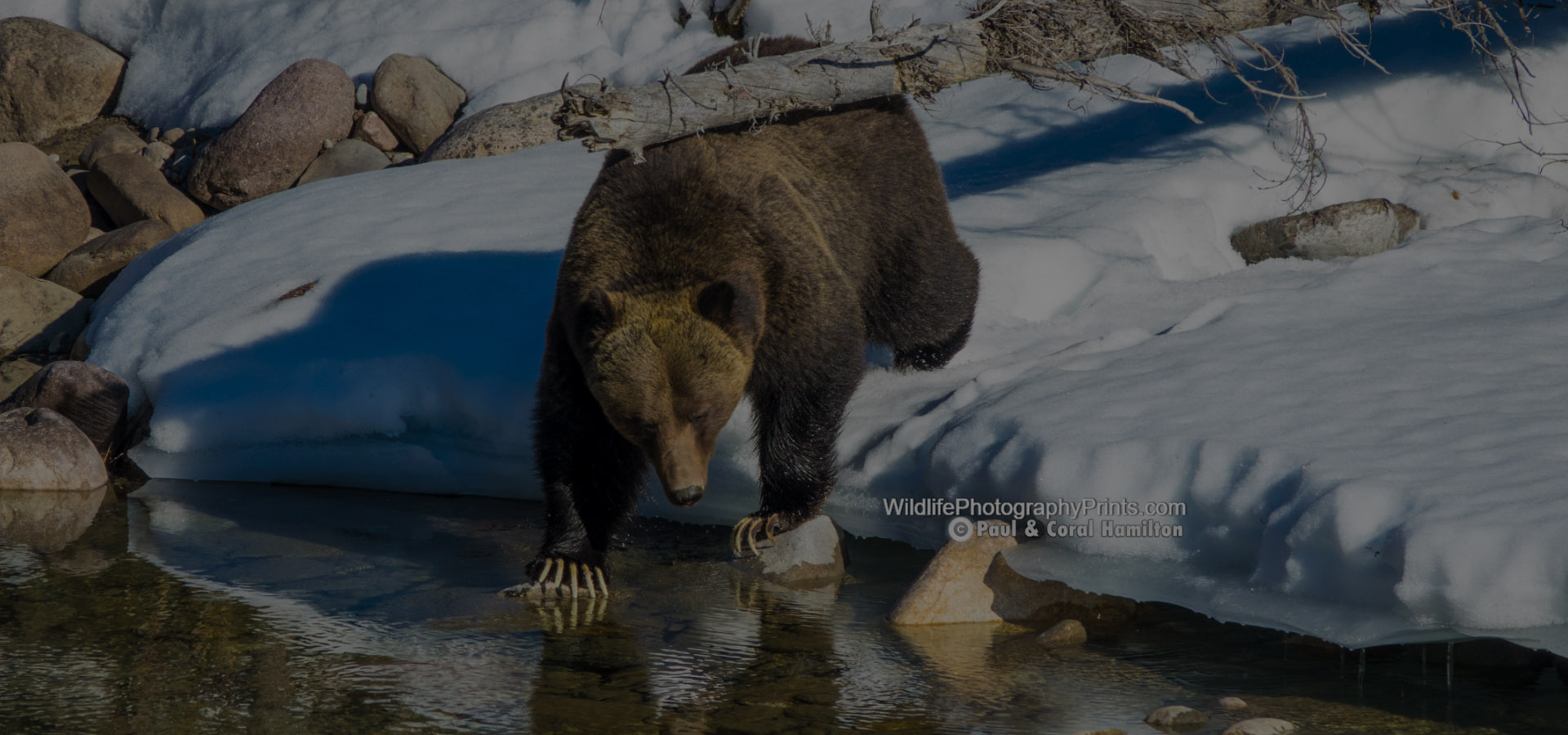 Wildlife Photography Prints