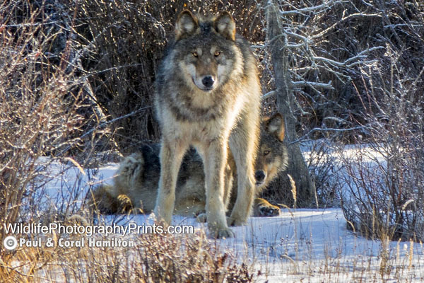 Wolf Wildlife Photography Prints
